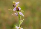 Jenny Owen - Bee Orchid.jpg : SPSExhib23, beeorchid, topazstandard